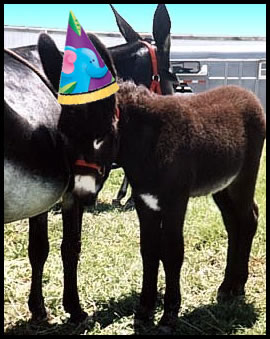 donkey-party-hat.jpg